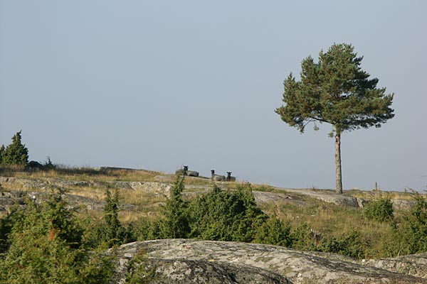 Inline skating on Gräsö.