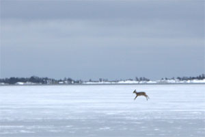 Ice skating, Stockholm archipelago.