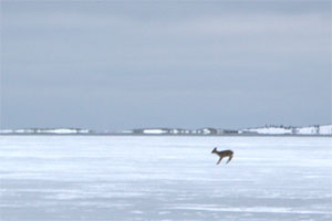 Ice skating, Stockholm archipelago.