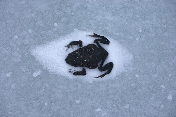 Ice skating, Stockholm archipelago.