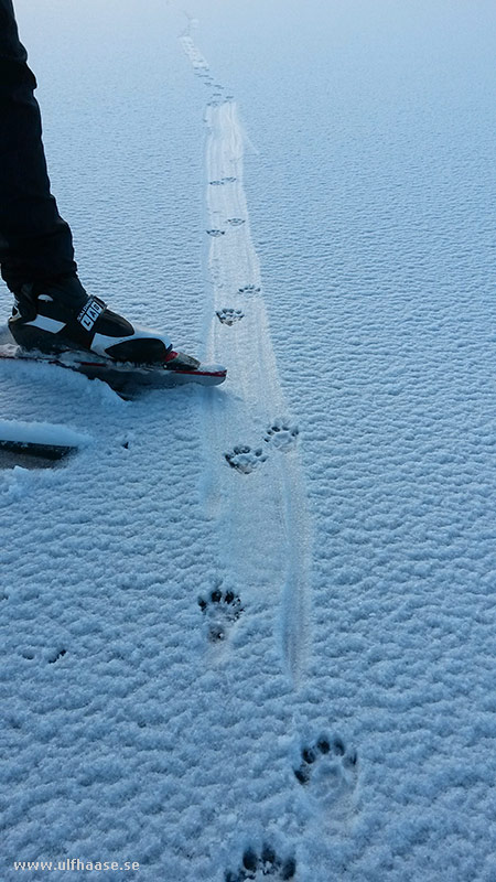 Ice skating on Lake Fjärden in Gästrikland