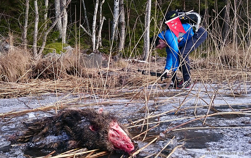 Ice skating on lake Lillsjön 2016.