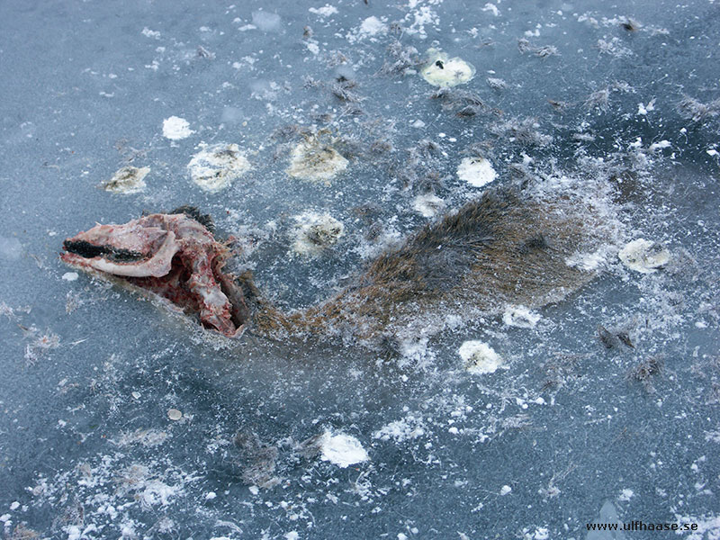 Ice skating in the Stockholm archipelago 2016.