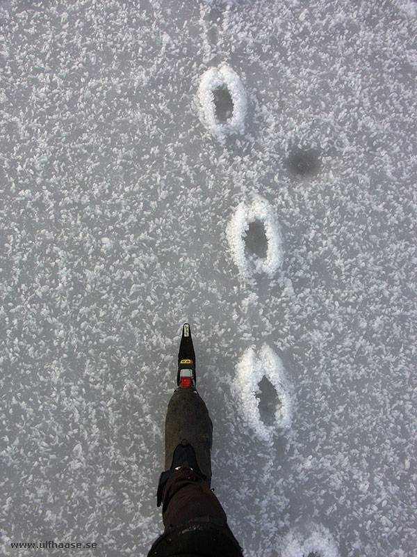 Ice skating in the Stockholm archipelago 2016.