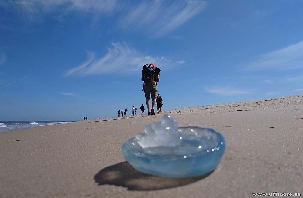 Ultra Skate Challenge (USC) 2025